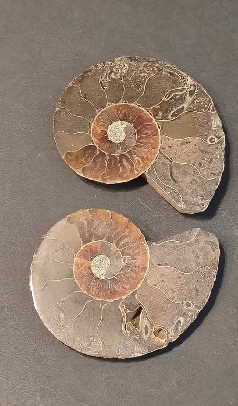 🌈 Iridescent Ammonite Fossil Pair • Approx. 1.75–2" Each • 1.80 oz / 51g